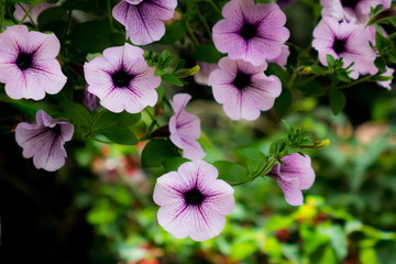 Fototapeta premium カリブラコア