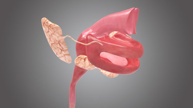 human digestive system mouth