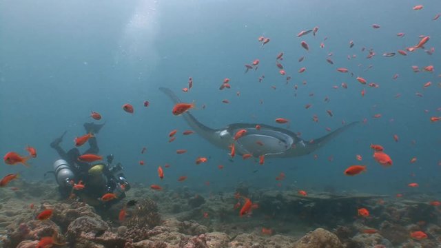 Великолепные погружения с крупными мантами. Дайвинг на коралловых рифах Мальдивских островов. Ради удачного кадра подводный фотограф оказывается в самых невероятных позах.