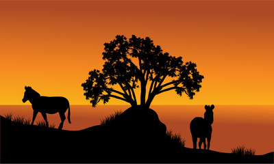 Fototapeta na wymiar Landscape silhouette of zebra at the morning