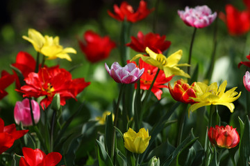 Tulips