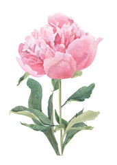 floral illustration of a watercolor