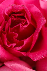  pink rose closeup