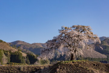 群馬県沼田市上発知のシダレザクラ