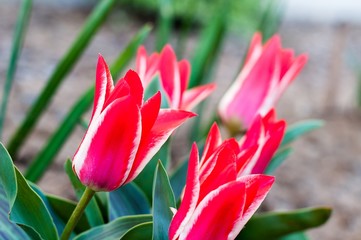 Beautiful red, white tulips closeup with blurred  background