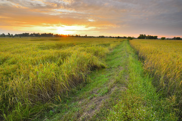 Fototapeta na wymiar Sunset view over paddy field