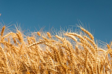 Golden wheat spikes with blue sky in background