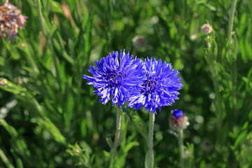Centaurea cyanus