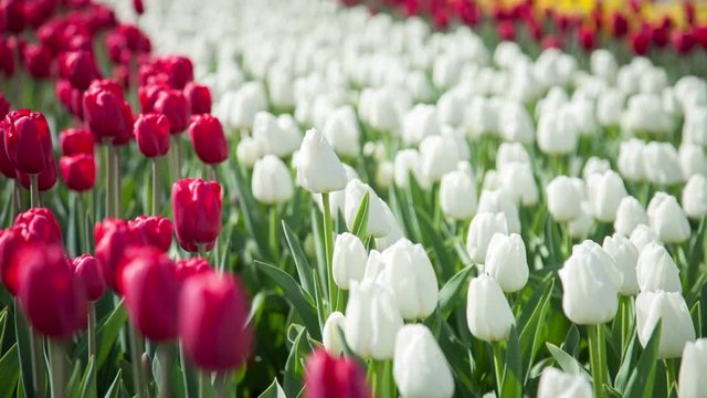 White and red tulips on the flowerbed
