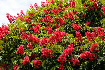 Chestnut tree flowers