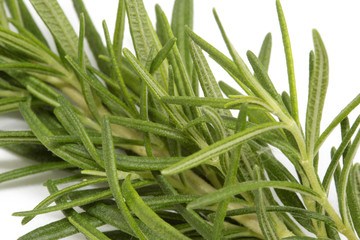 rosemary on white background