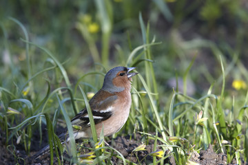 Chaffinch singing in grass