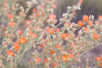 poppies