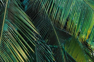 green palm background