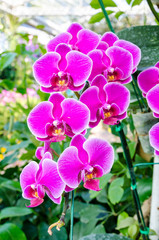 Fototapeta premium Beautiful purple orchid