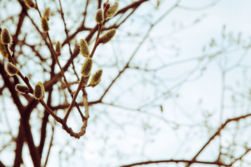 branch of blossoming willow