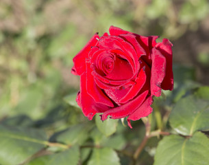 rose bud, water drops, background
