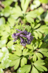 plant with elongated purple flowers in the forest