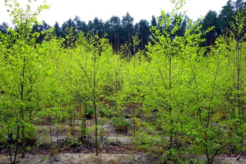 Zelfklevend Fotobehang young green trees growing in forest  © piter2121