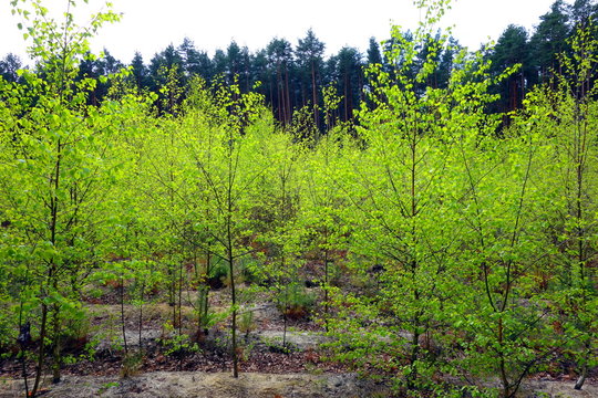 Fototapeta young green trees growing in forest 
