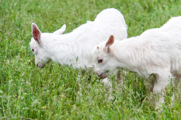 goatlings are grazing on grass in the village
