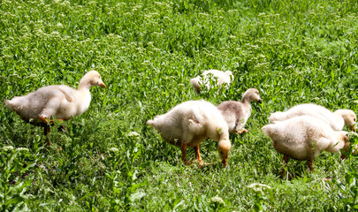 young goslings graze on grass in the village