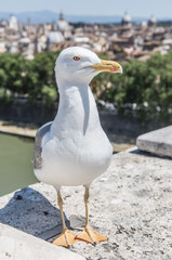 European herring gull.