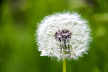 Fototapeta premium dandelion macro close-up on a green background