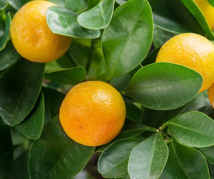  Ripe tangerine fruits on the tree.