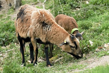 beautiful and nice sheep on pasture
