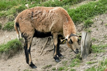 beautiful and nice sheep on pasture