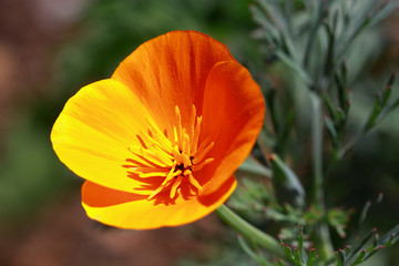 Beautiful flower of California poppy, Escscholzia californica