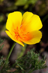 Naklejka premium Closeup of California poppy, Escscholzia californica