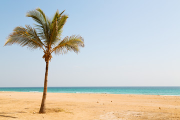 Naklejka na ściany i meble in oman arabic sea palm the hill near sandy beach sky and moun