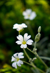 シロミミナグサ