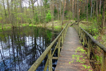 wooden footbridge over water in forest