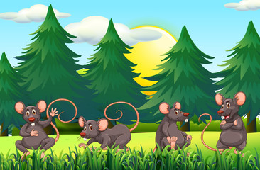 Obraz na płótnie Canvas Four rats in the field