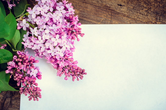 Bunch of lilac with blank paper page