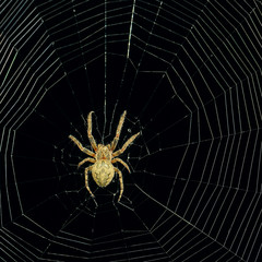 dangerous spider web background at night