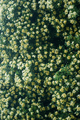 Pittosporum in bloom