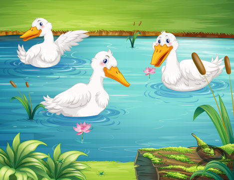 Three ducks swimming in the pond
