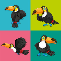 Toucan in four frames