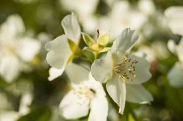 Obraz na płótnie Canvas Macro White Flowers on Blur Background