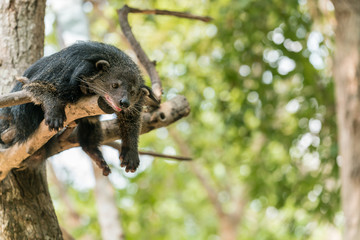 Binturong or Bearcat rest on tree branch