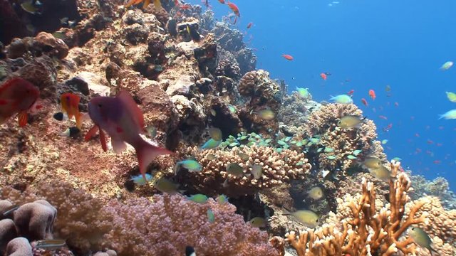 Живописный красочный коралловый риф. Дайвинг в Красном море близ Египта. 