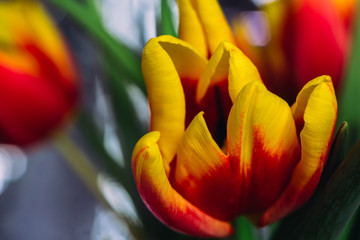 bouquet of fresh tulips close-up macro shot