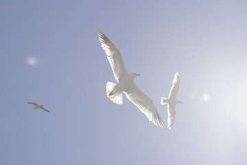 Wide angle frog-eye view, Yellow-legged seagulls flying etherealy in the blue sky with sun light /flare entering from the right side.