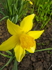 narcissus on flowerbed