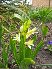 Hyacinth on flowerbed