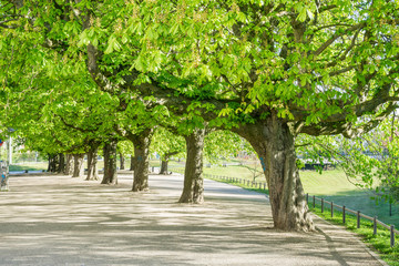 Fototapeta na wymiar Kastanienbäume im Frühling